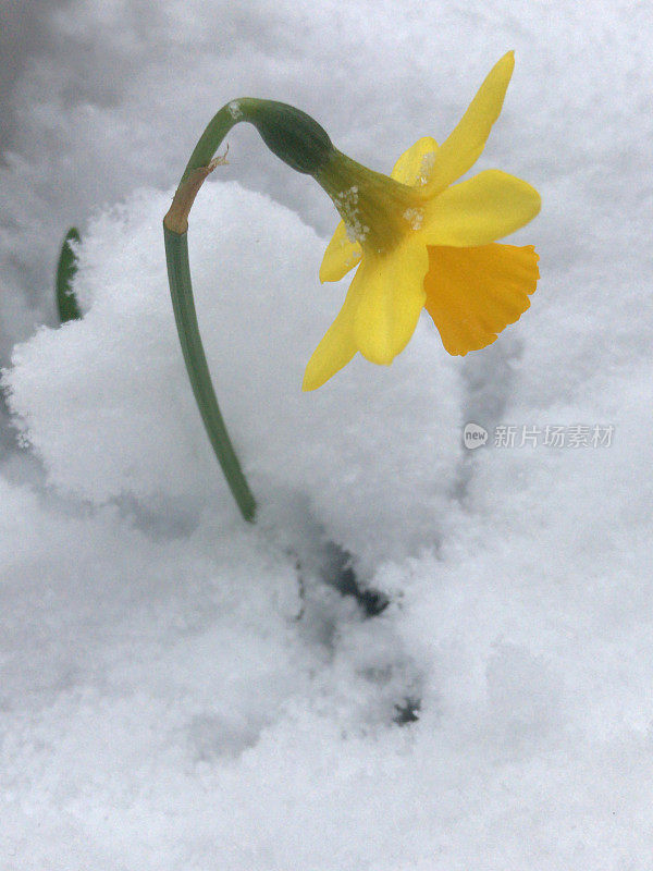 盛开的黄色水仙花喇叭水仙球茎生长在冬天的雪在英国花园，冰冻和冰冻的水仙花球茎花，开花和叶子在新鲜的雪后，春天/春天季节接近，英国，英国